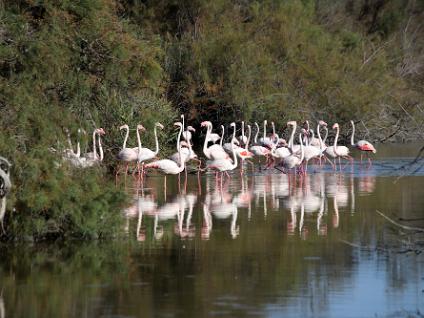 Dag3-Camargue-00010
