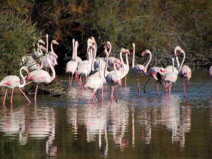 Dag3-Camargue-00011
