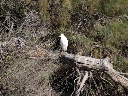 Dag3-Camargue-00012