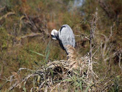 Dag3-Camargue-00013