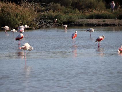 Dag3-Camargue-00014