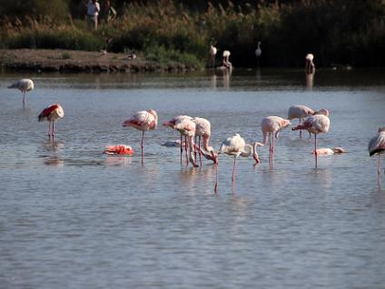 Dag3-Camargue-00015