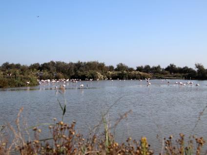 Dag3-Camargue-00016
