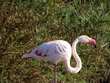 Dag3-Camargue-00017