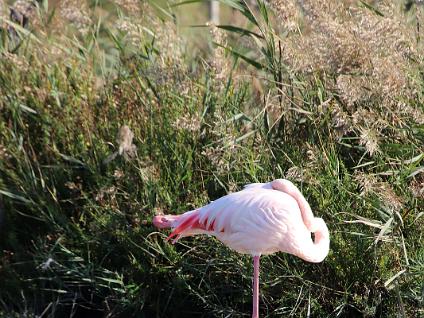 Dag3-Camargue-00018