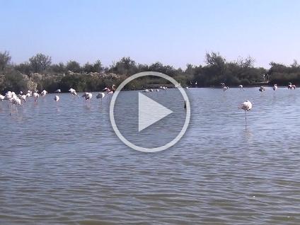 Dag3-Camargue-00019
