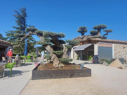 Dag4-Lavender museum-0004