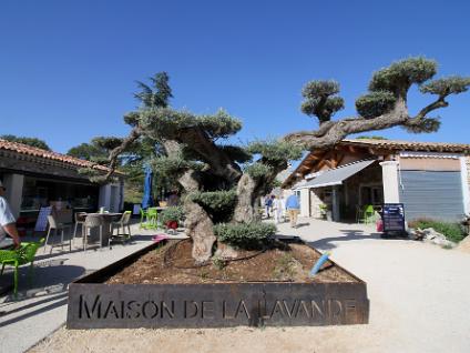 Dag4-Lavender museum-0008